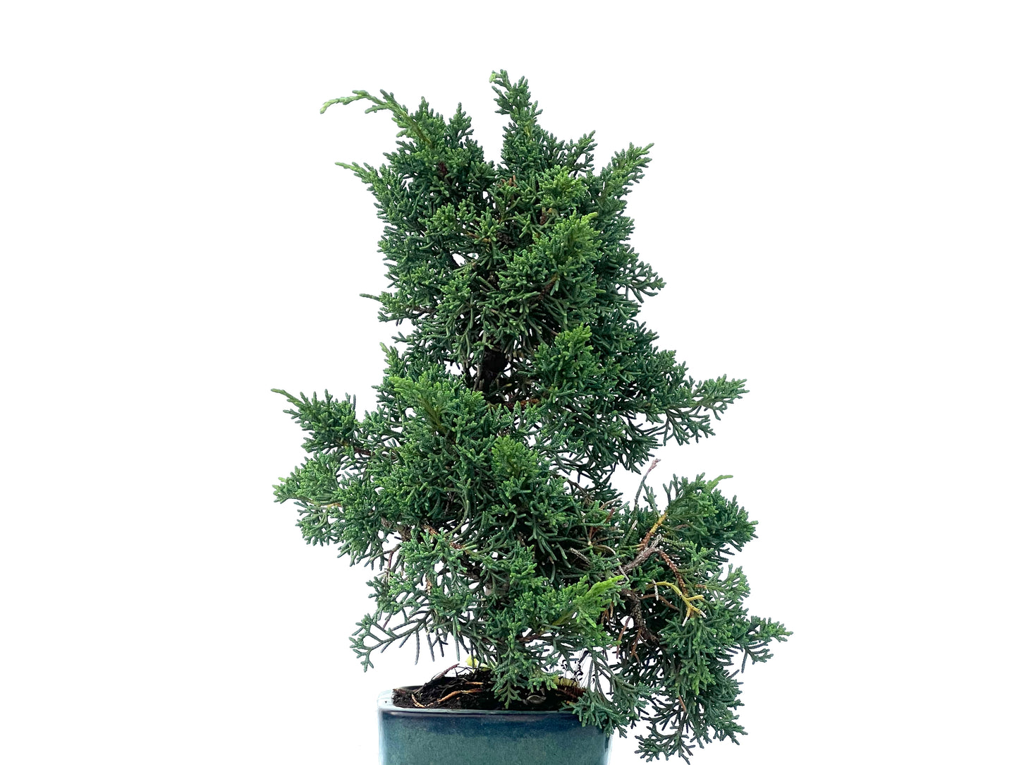 Juniperus Chinensis Kyshu 2467