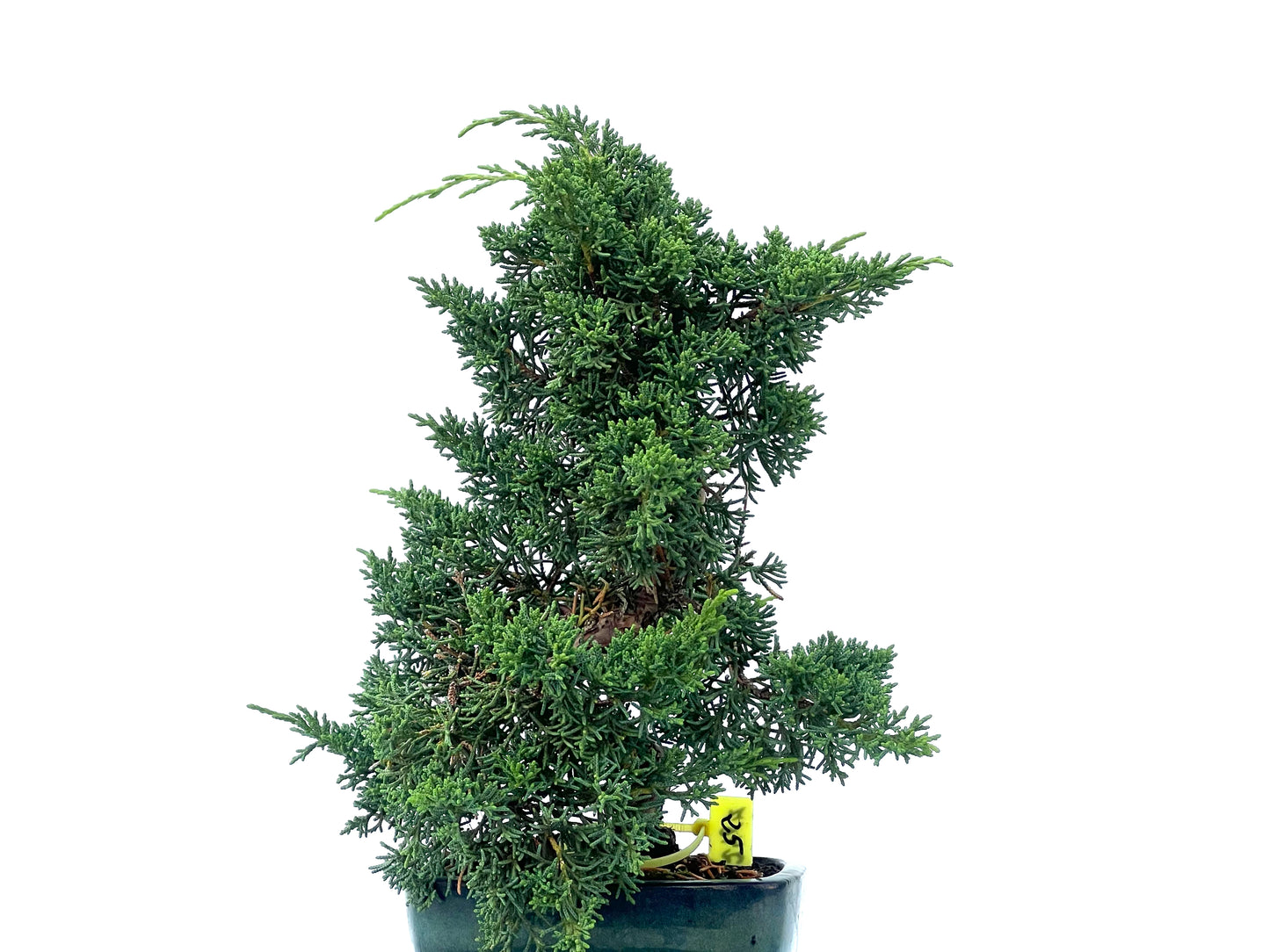 Juniperus Chinensis Kyshu 2467