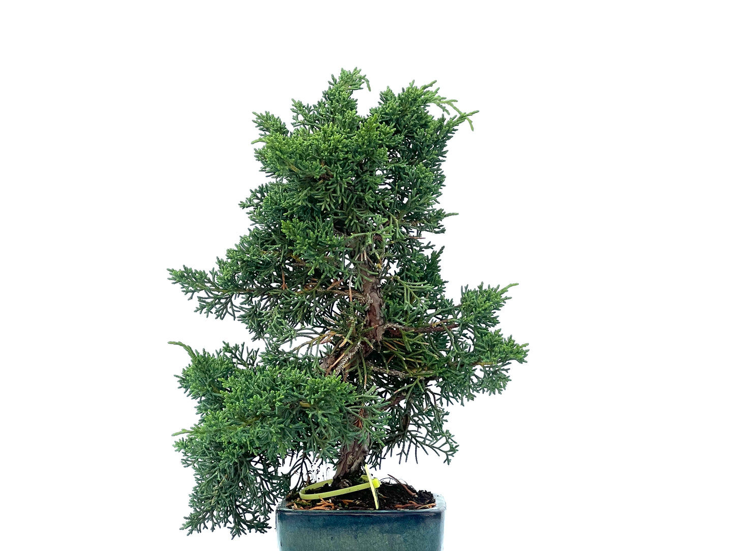 Juniperus Chinensis Kyshu 2467