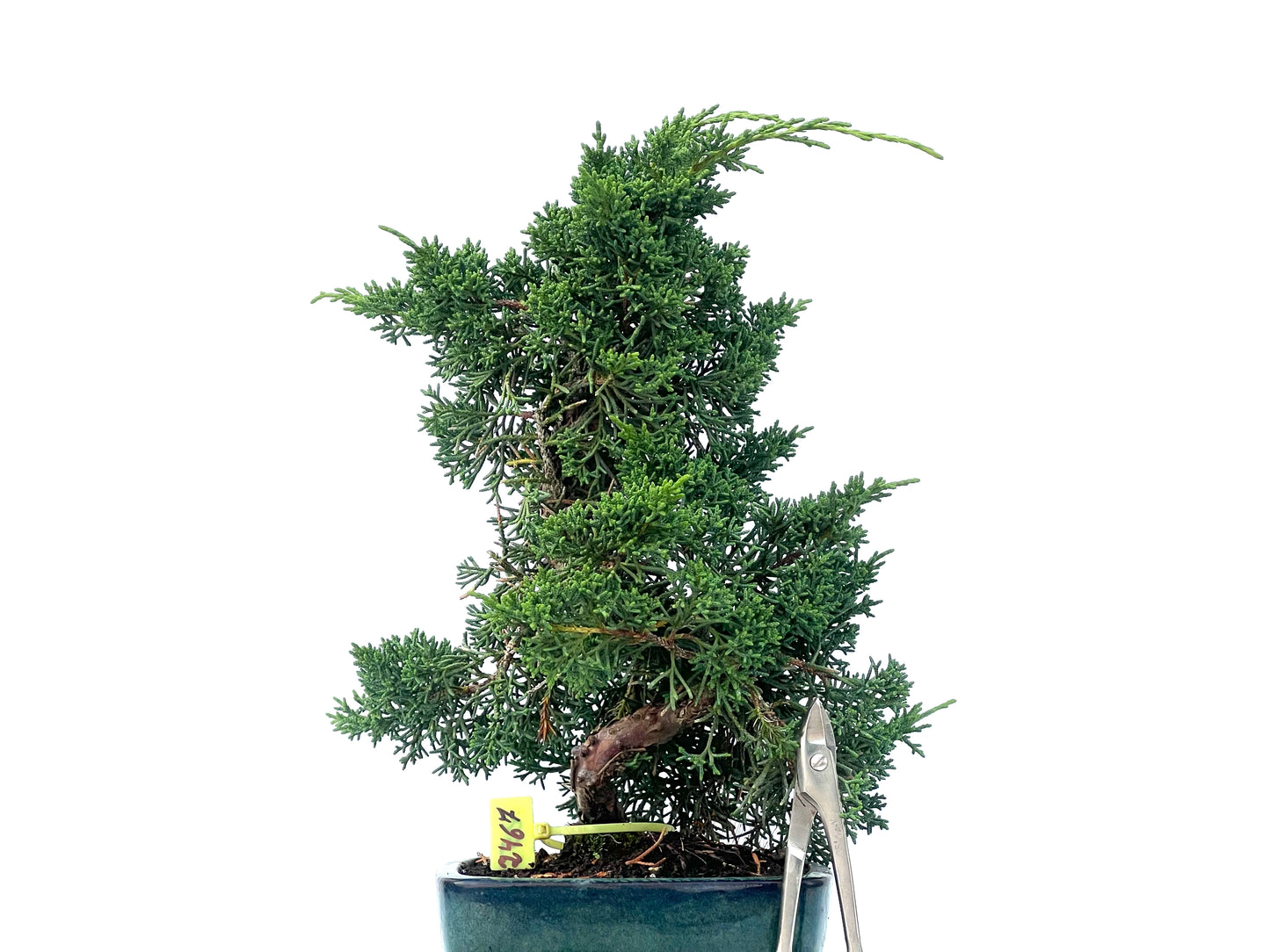 Juniperus Chinensis Kyshu 2467