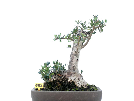 Olea Europaea Sylvestris 2476