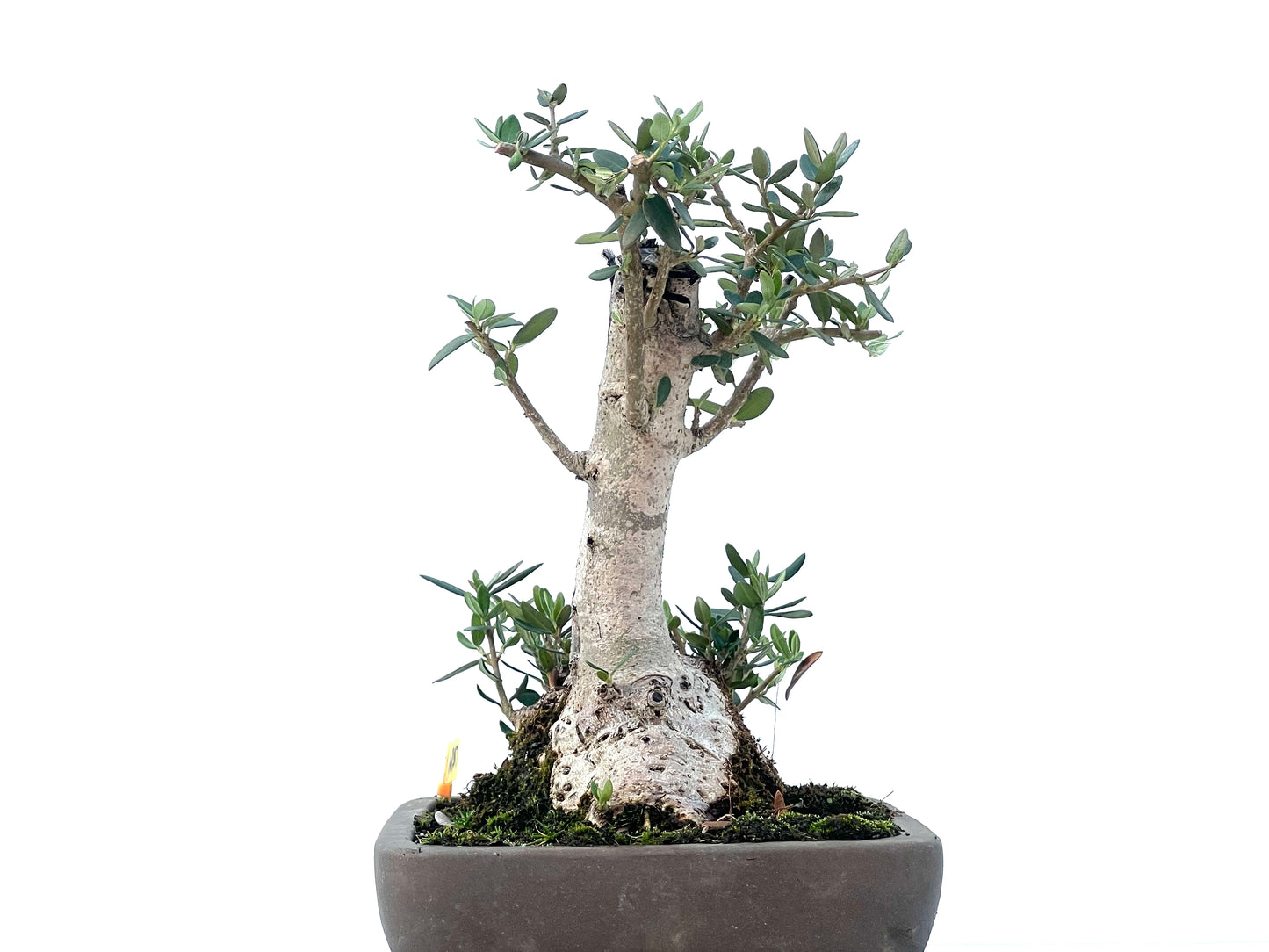 Olea Europaea Sylvestris 2476