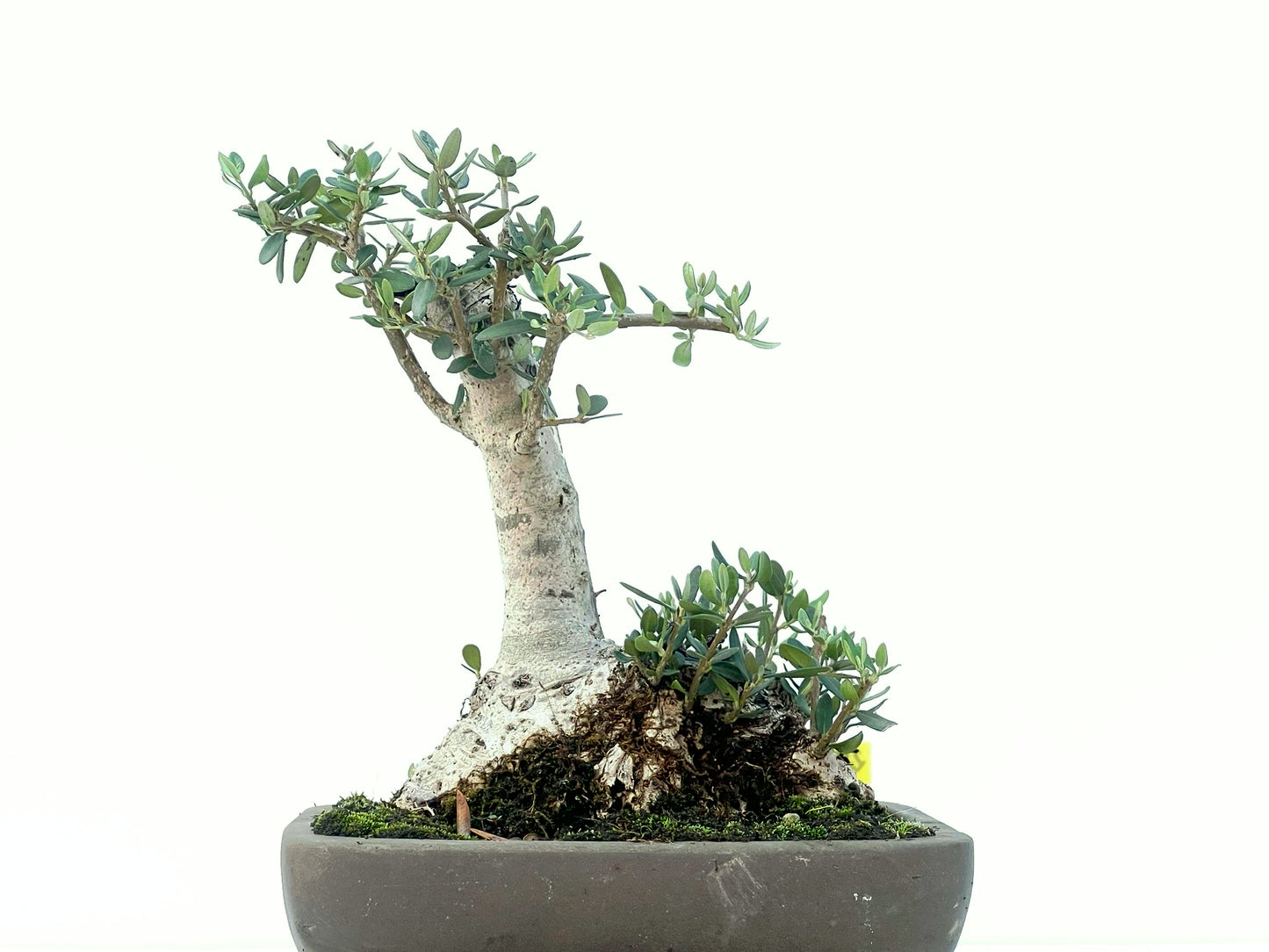Olea Europaea Sylvestris 2476
