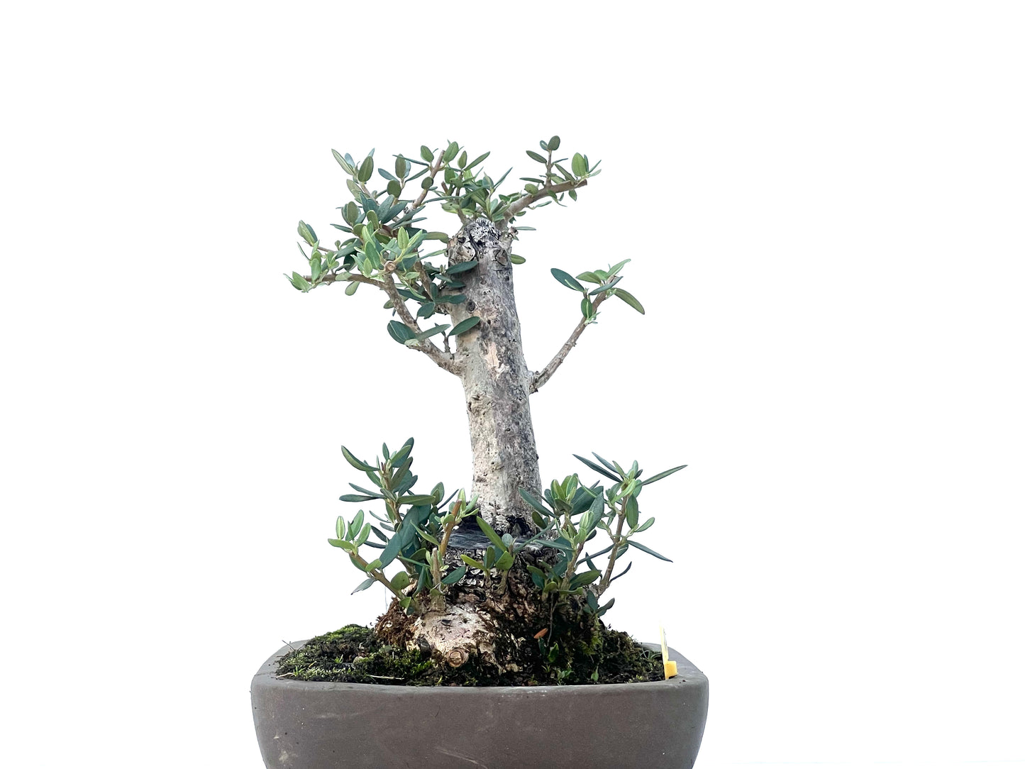 Olea Europaea Sylvestris 2476