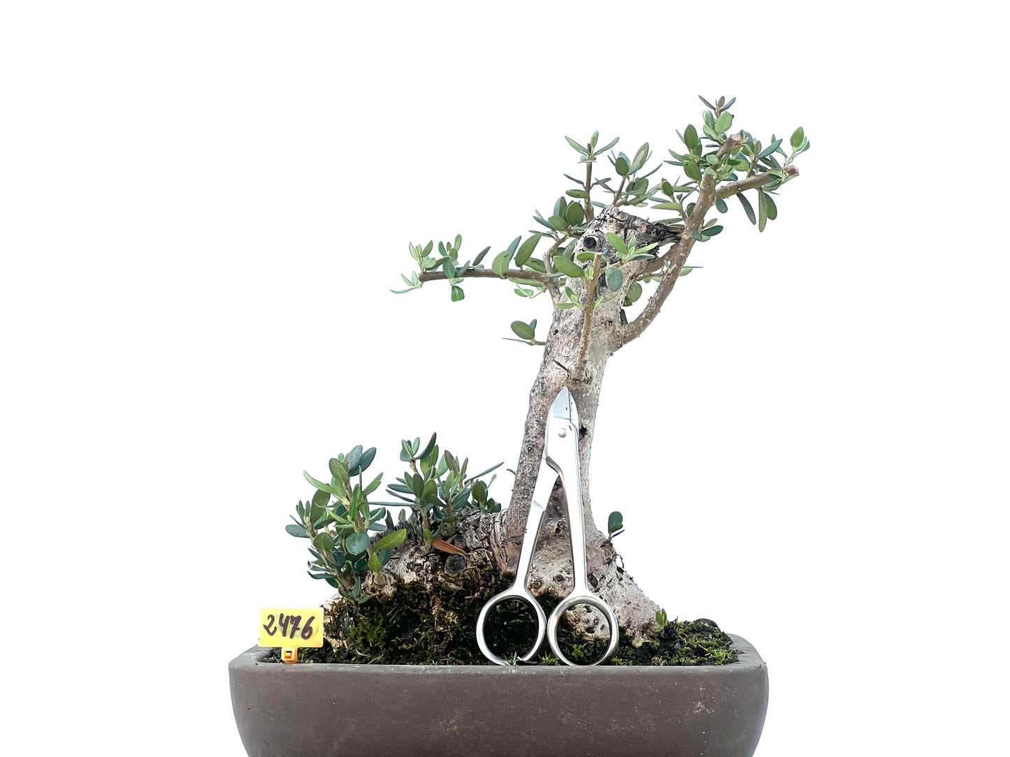 Olea Europaea Sylvestris 2476