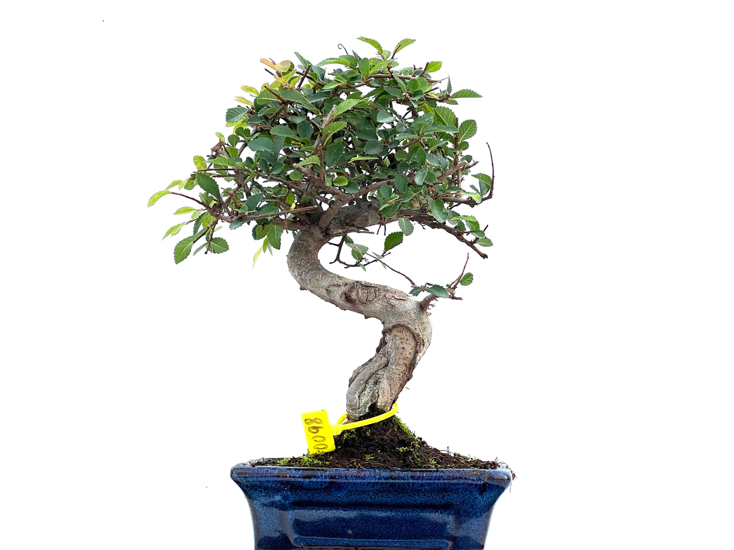 Ulmus Parvifolia 0098