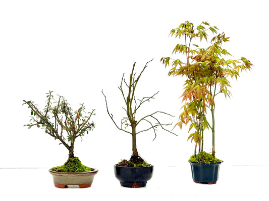 BohePack - MiniBonsais