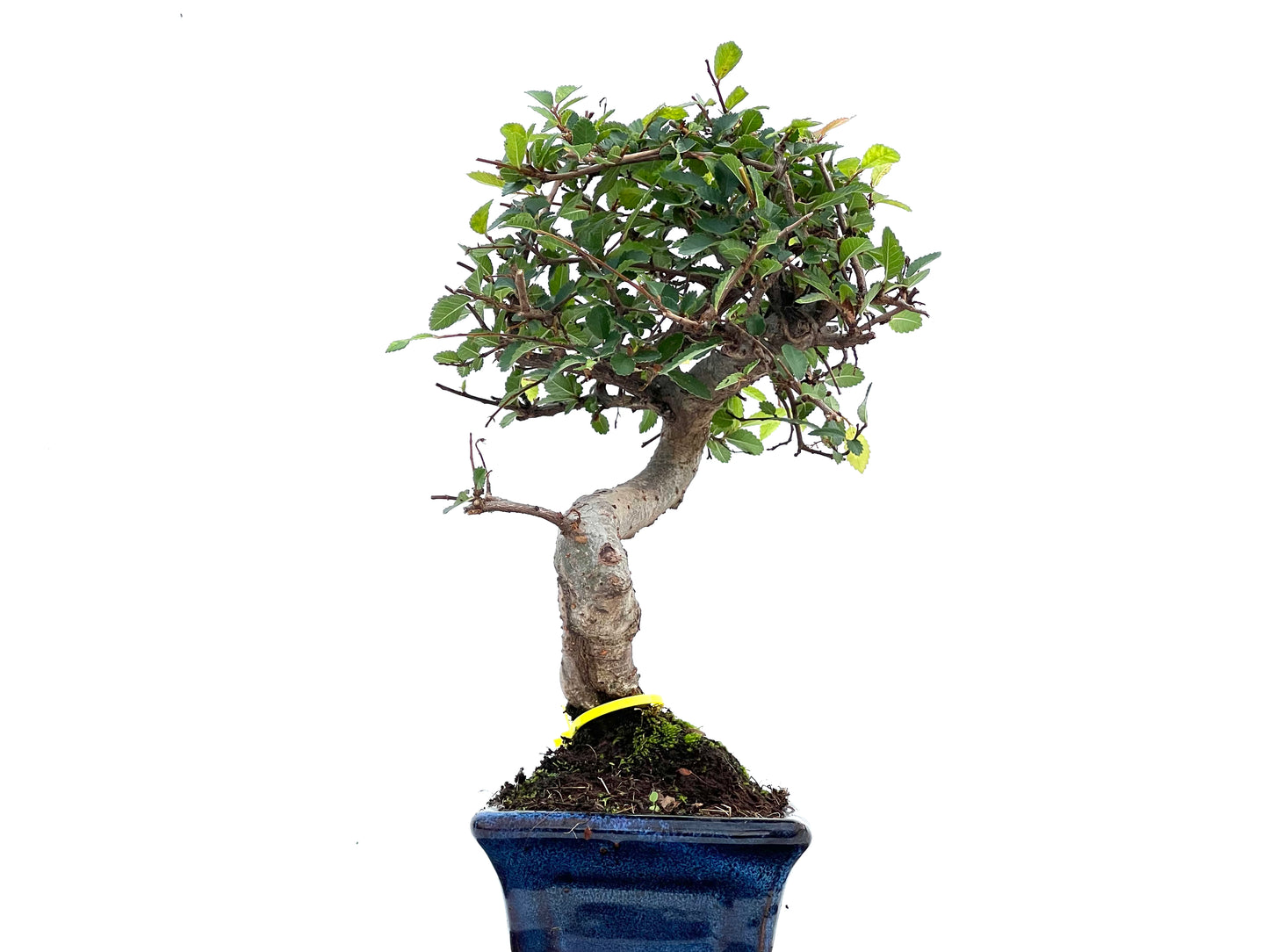 Ulmus Parvifolia 0098