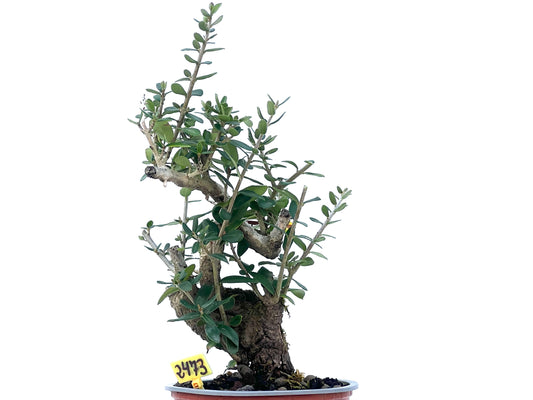 Olea Europaea Sylvestris 2473