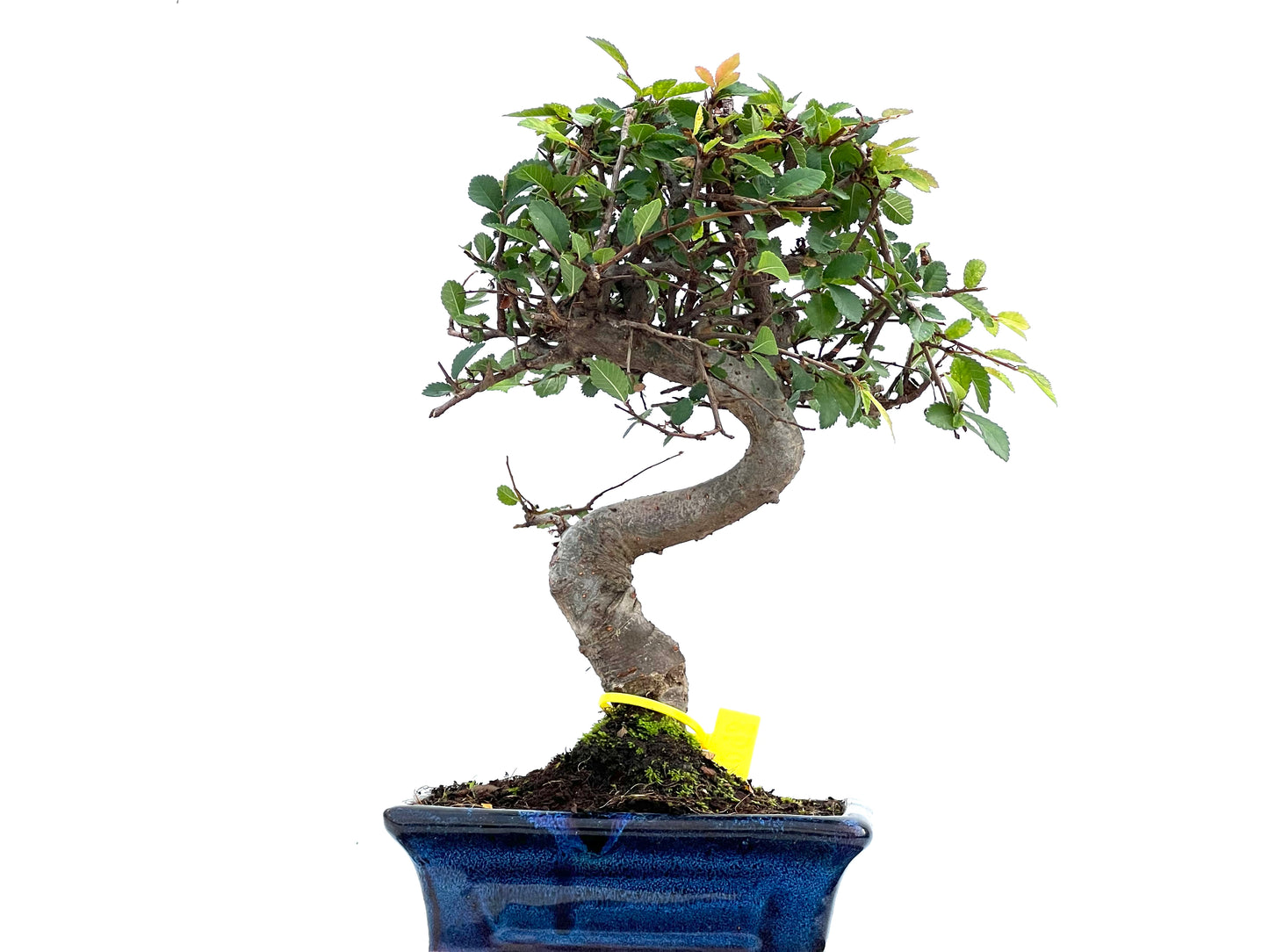 Ulmus Parvifolia 0098