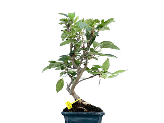 Malus Everest 0091