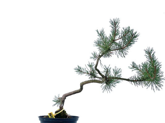 Pinus Sylvestris 2474