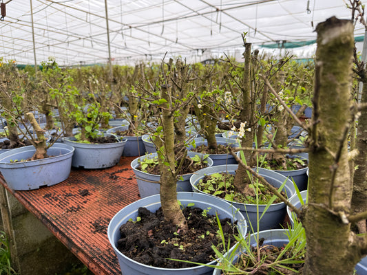 Prunus Mahaleb (aleatorio)