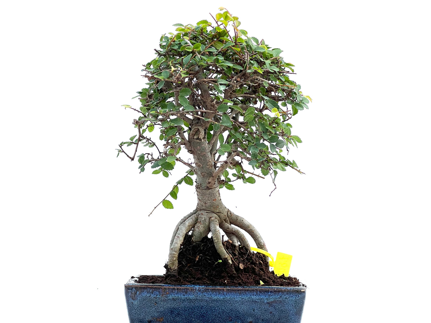 Ulmus Parvifolia 0097