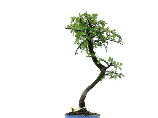 Ulmus Parvifolia 2484