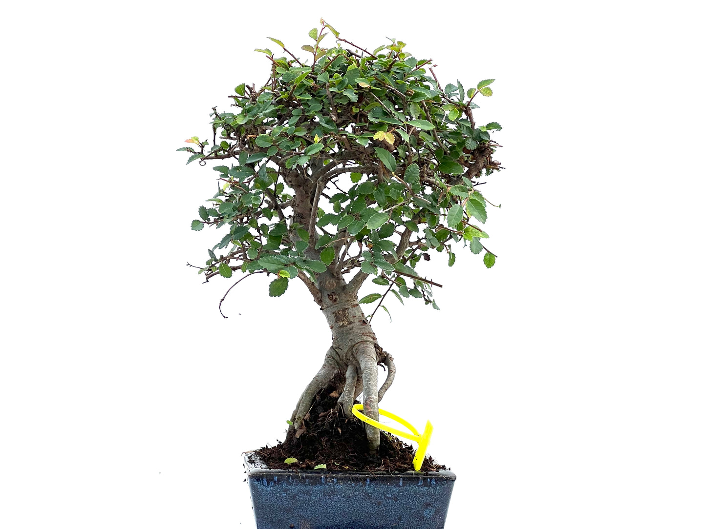 Ulmus Parvifolia 0097