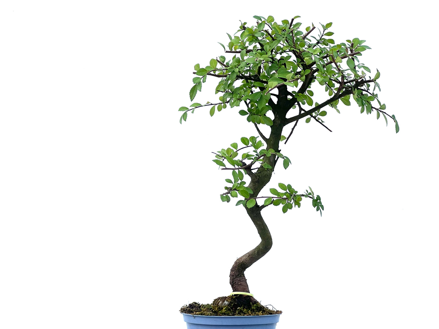 Ulmus Parvifolia 2484
