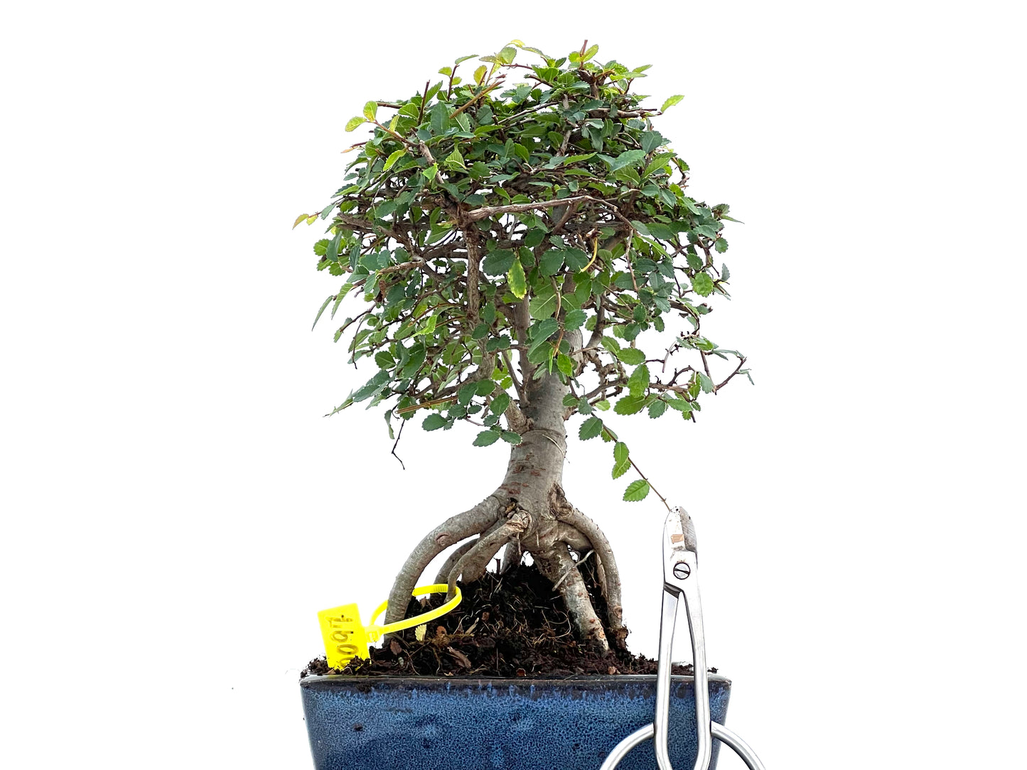 Ulmus Parvifolia 0097