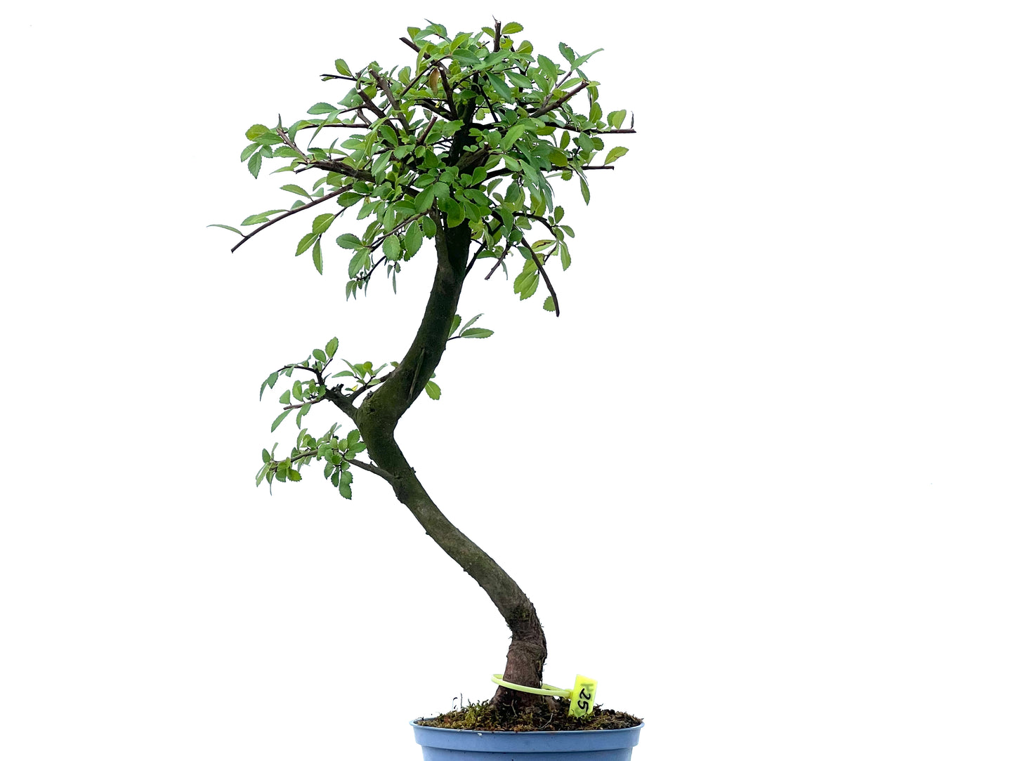 Ulmus Parvifolia 2484