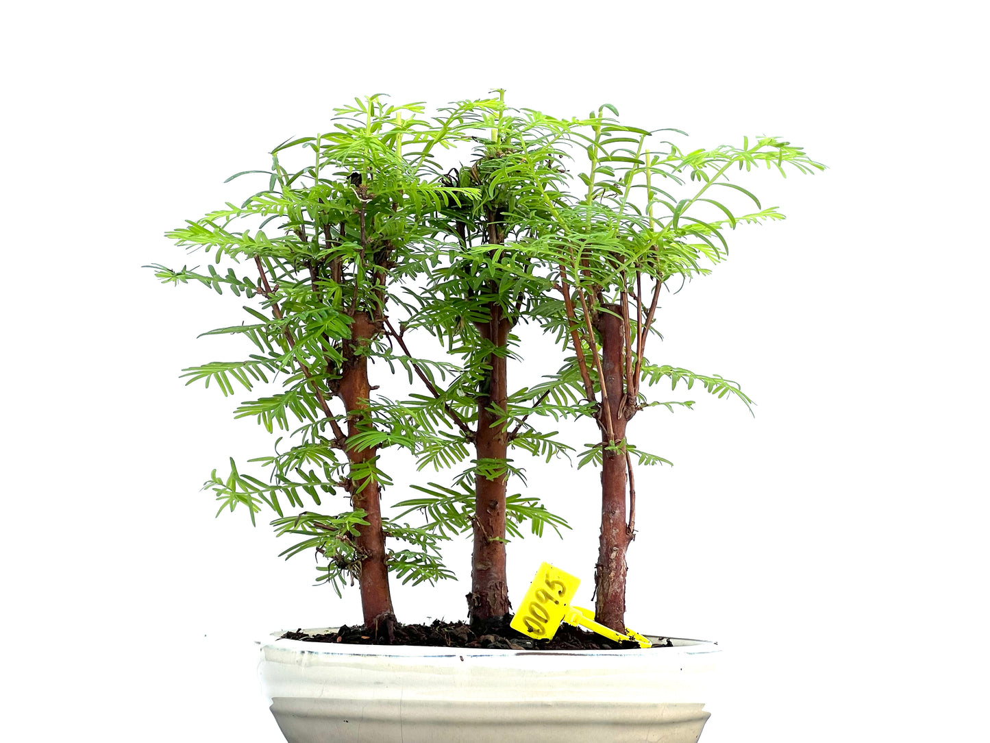 Bosque Metasequoia 0095