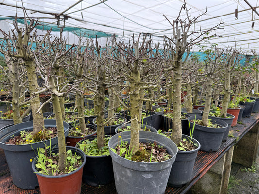 Crataegus Monogyna (aleatorio)