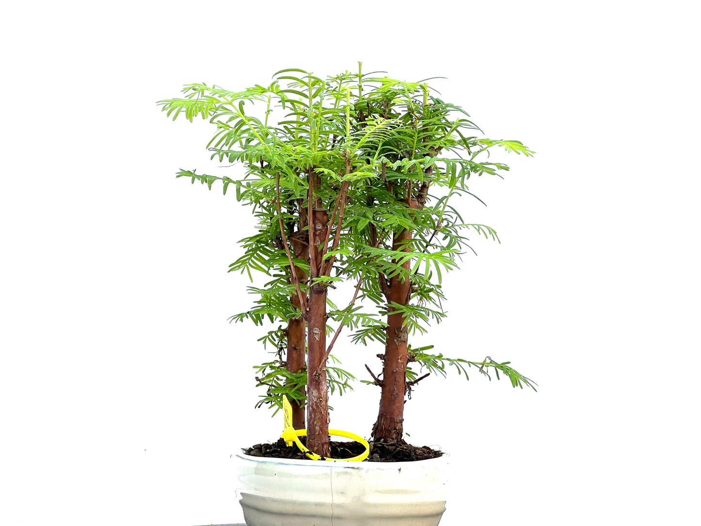 Bosque Metasequoia 0095