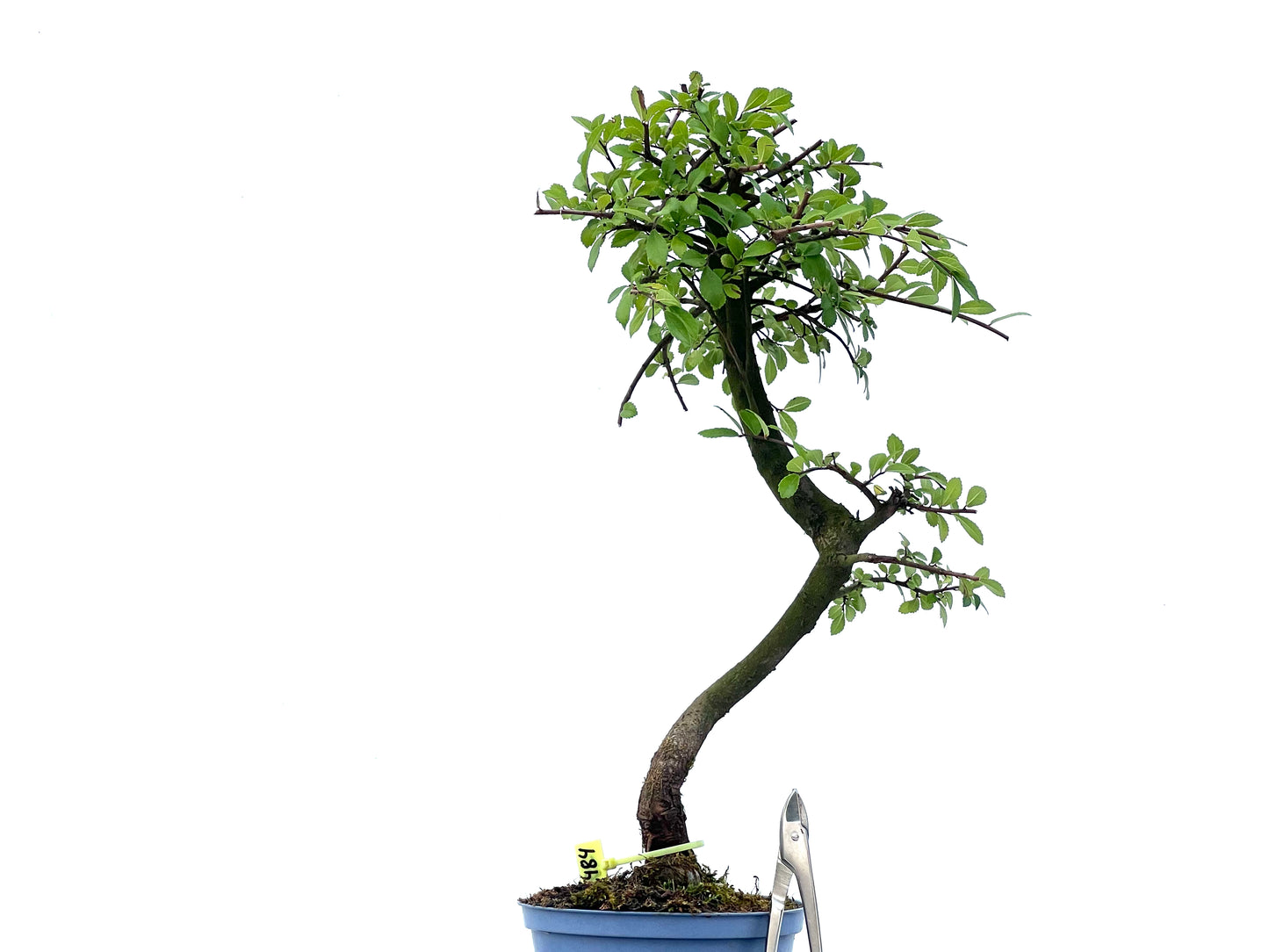 Ulmus Parvifolia 2484
