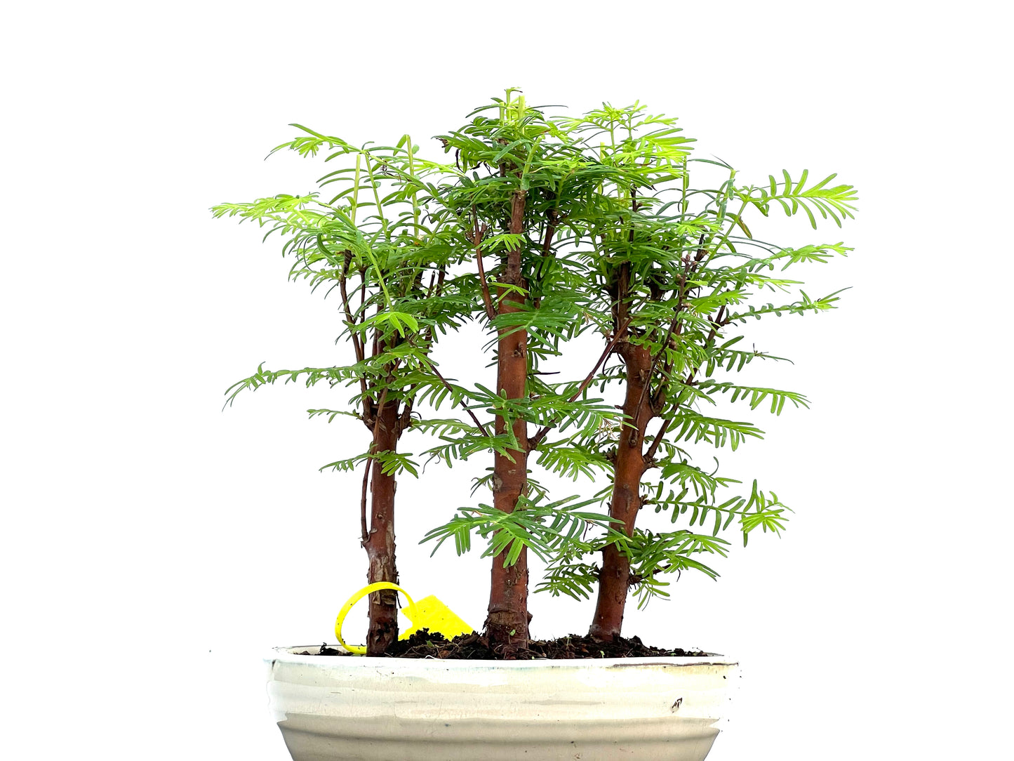 Bosque Metasequoia 0095
