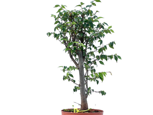 Zelkova Serrata 2485