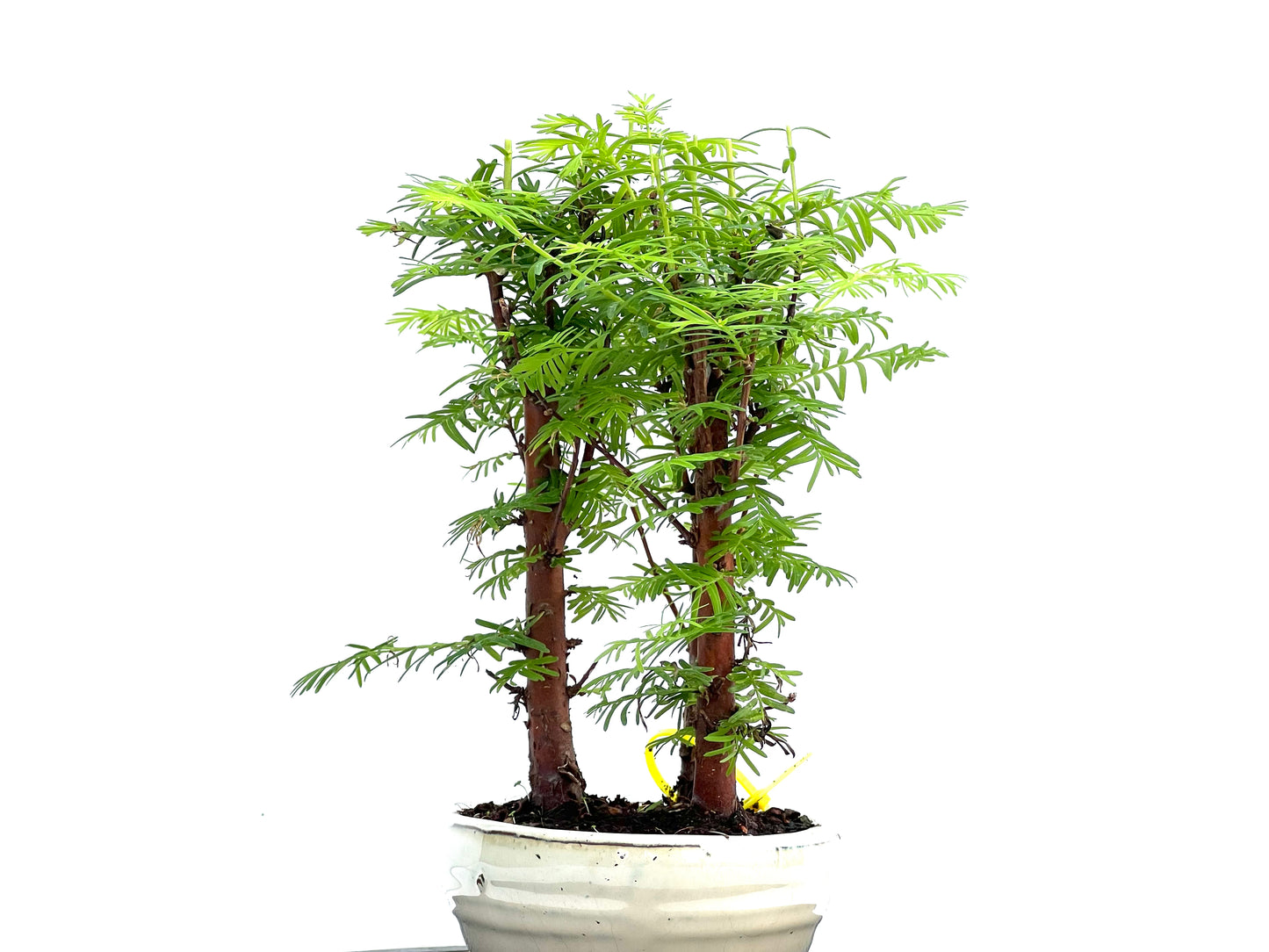 Bosque Metasequoia 0095