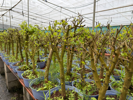 Morus Alba (aleatorio)