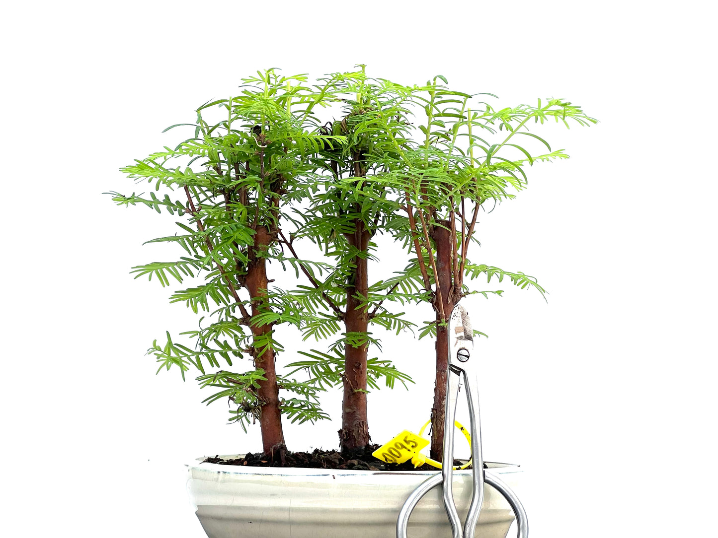 Bosque Metasequoia 0095