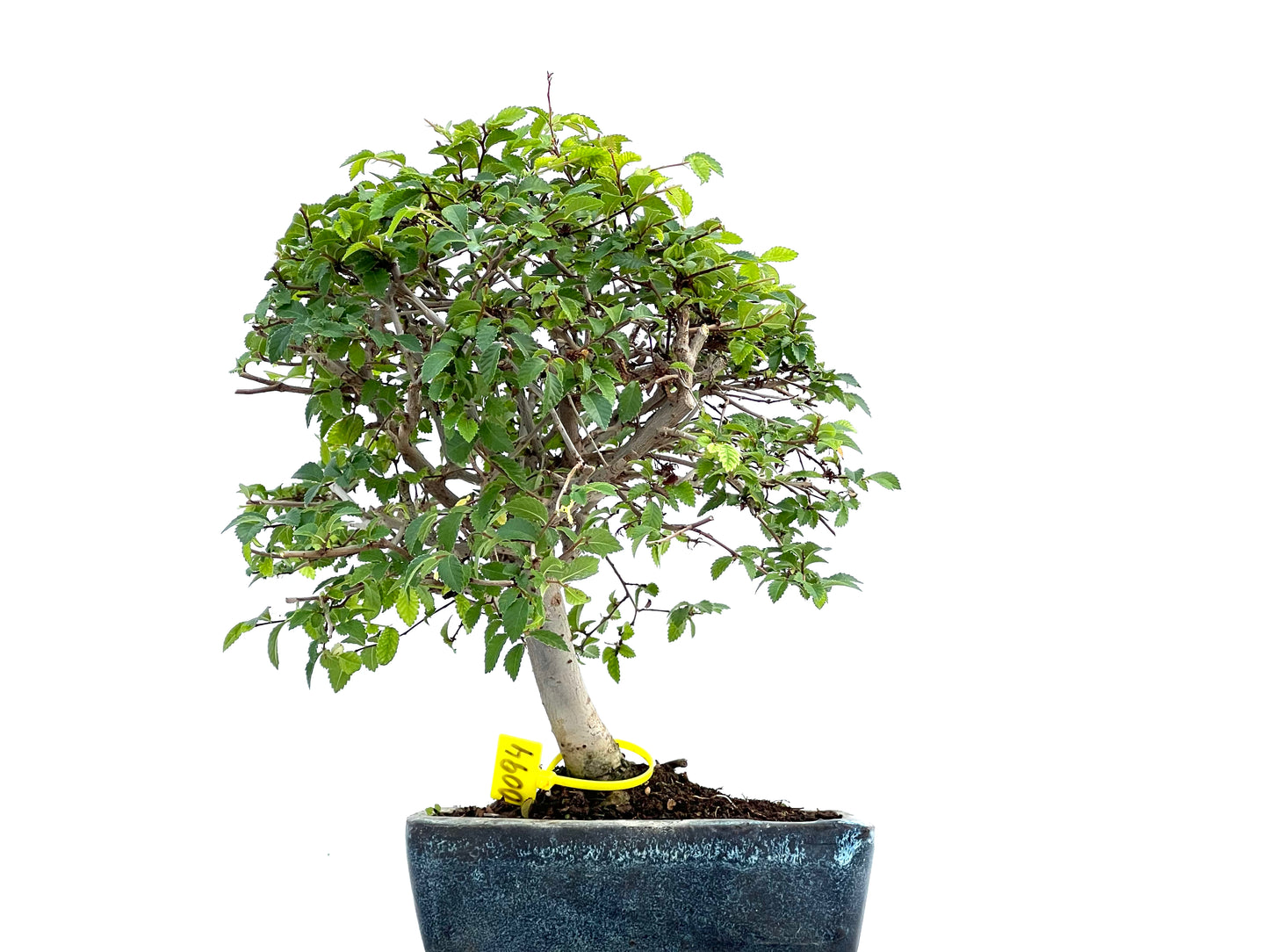 Ulmus Parvifolia 0094