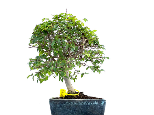 Ulmus Parvifolia 0094