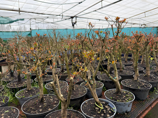 Punica Granatum (aleatorio)