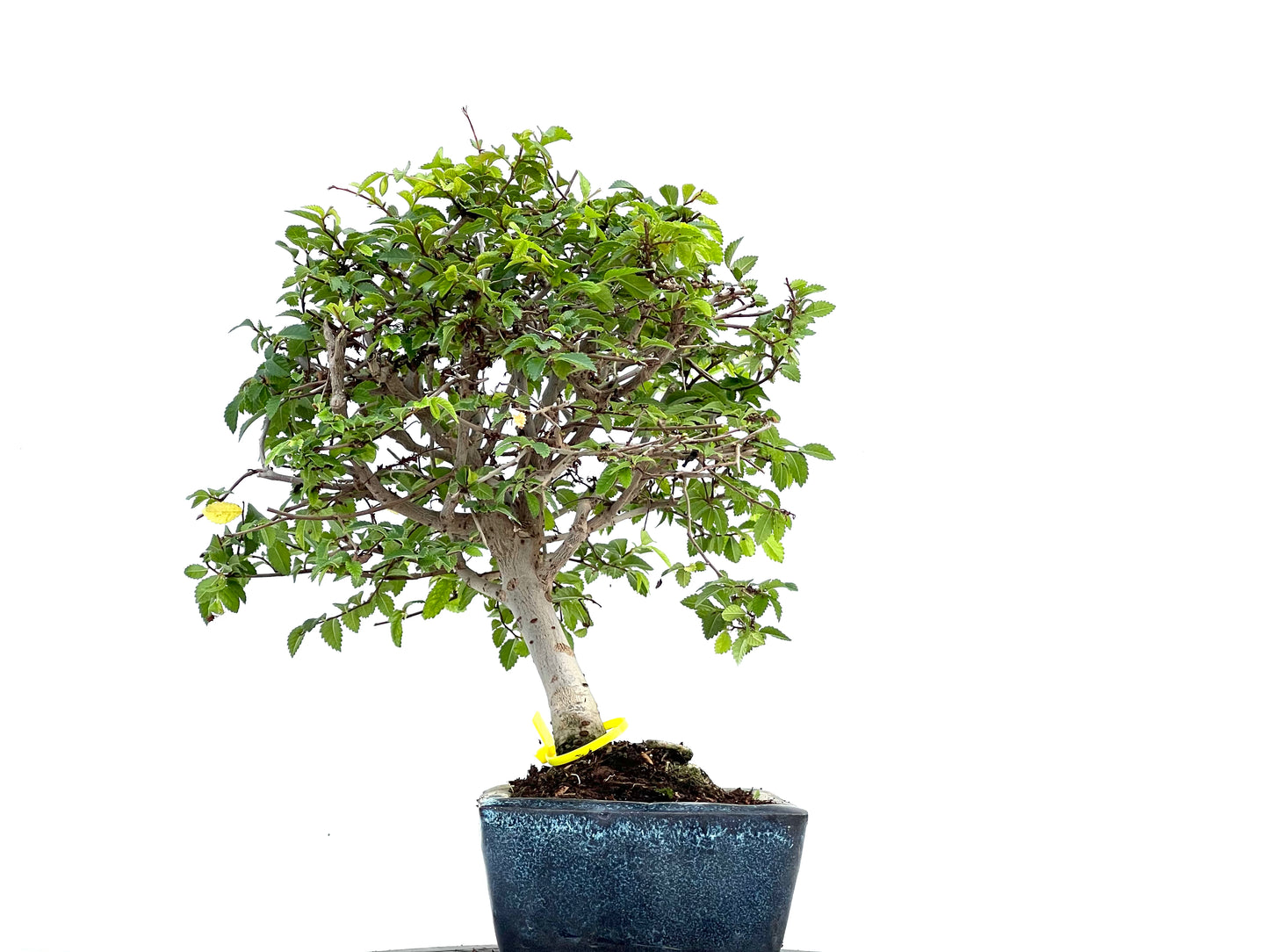 Ulmus Parvifolia 0094