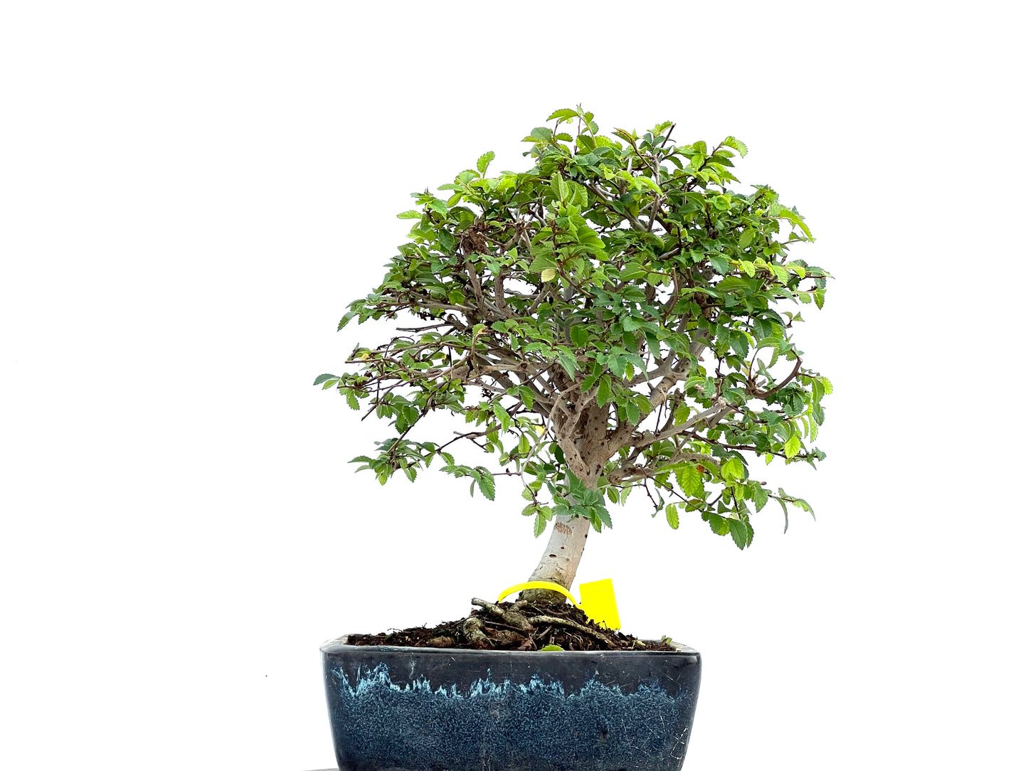 Ulmus Parvifolia 0094