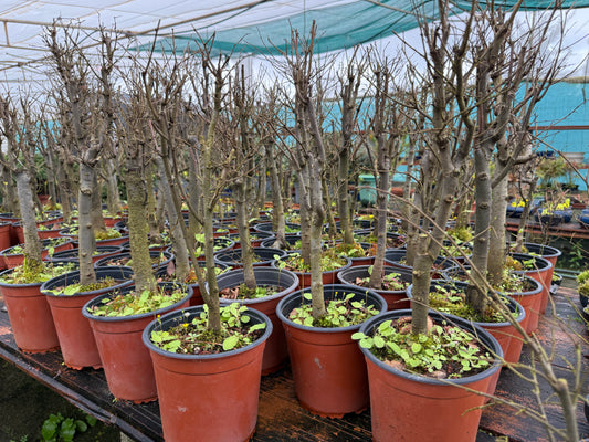Zelkova Serrata (aleatorio)
