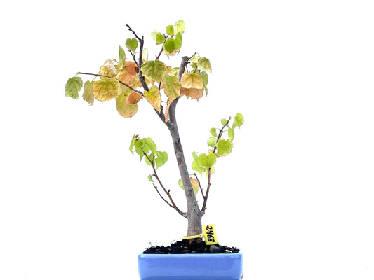 Tilo Cordata 2468