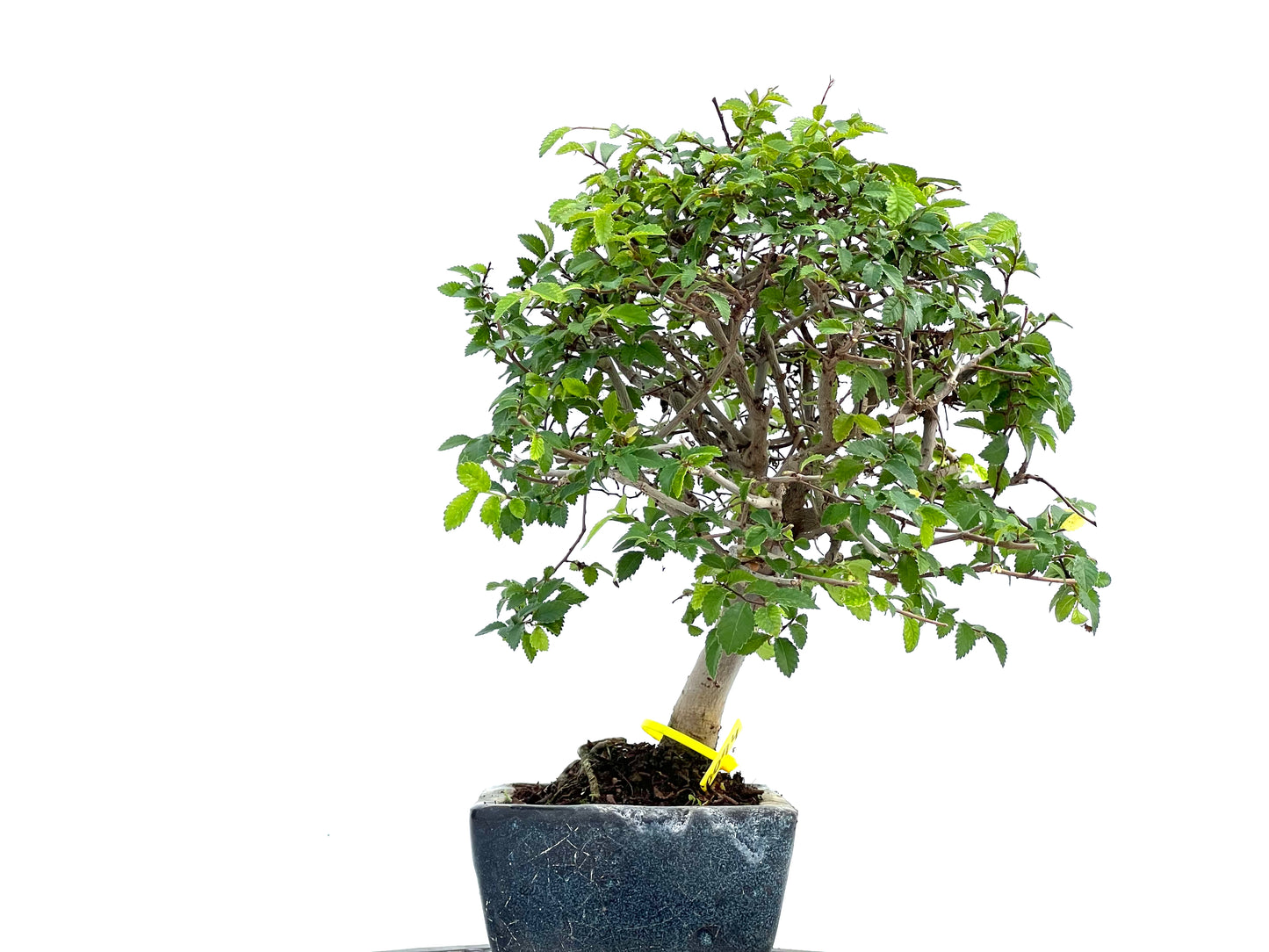 Ulmus Parvifolia 0094