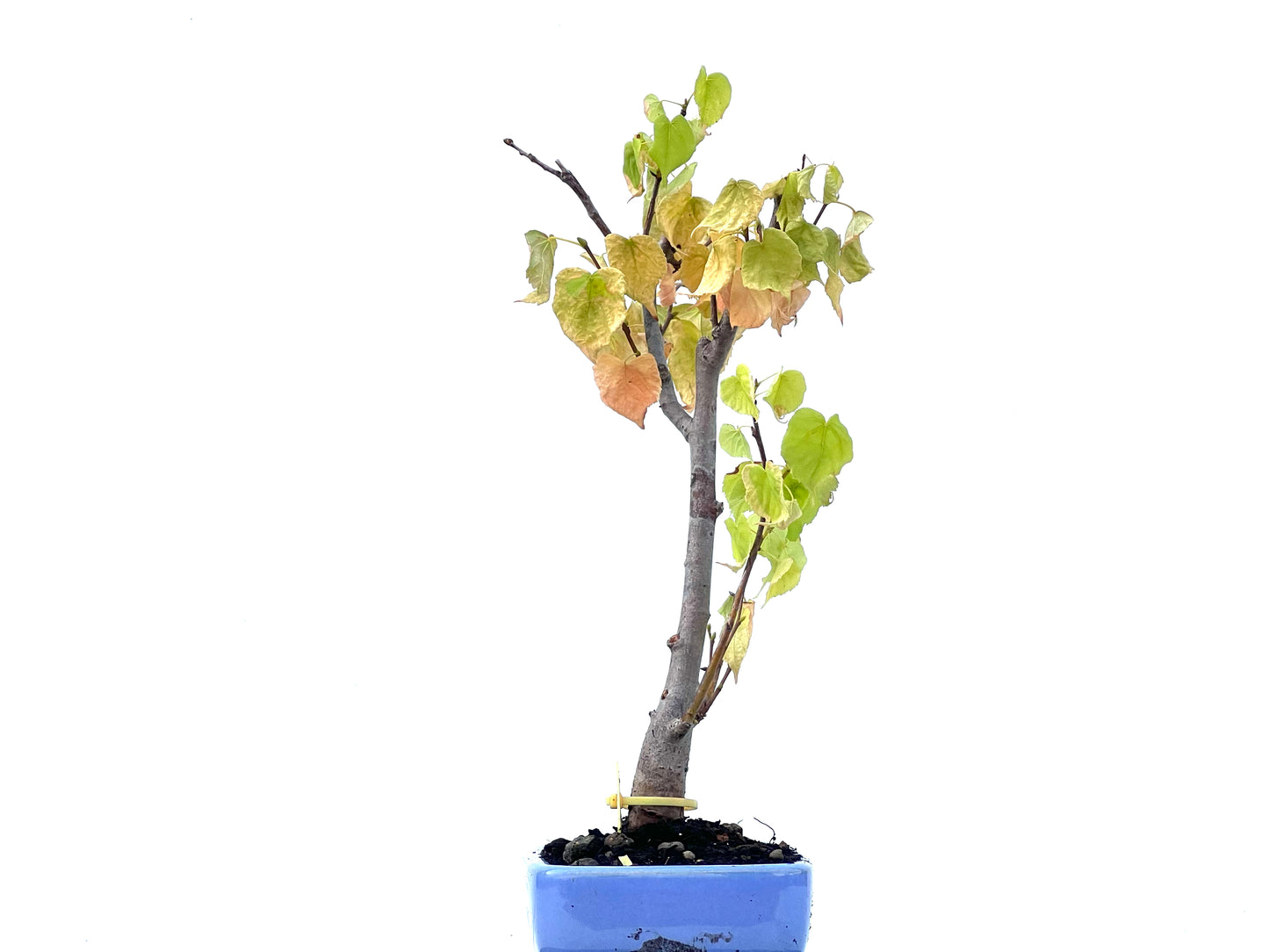Tilo Cordata 2468