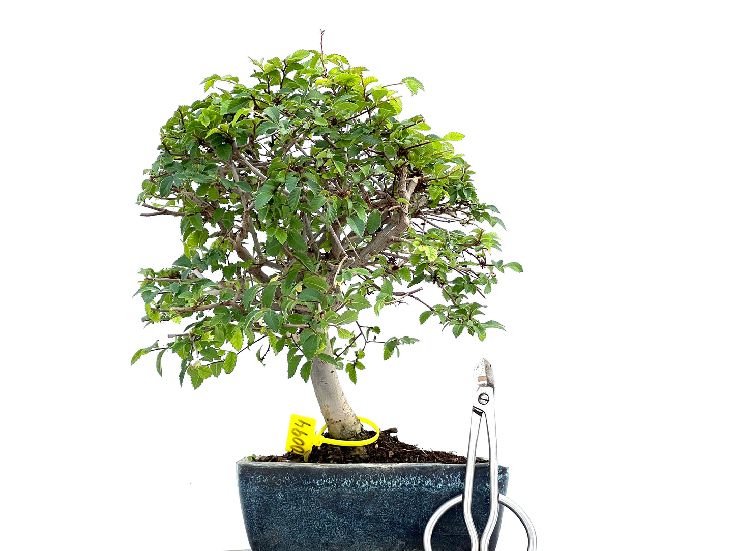 Ulmus Parvifolia 0094