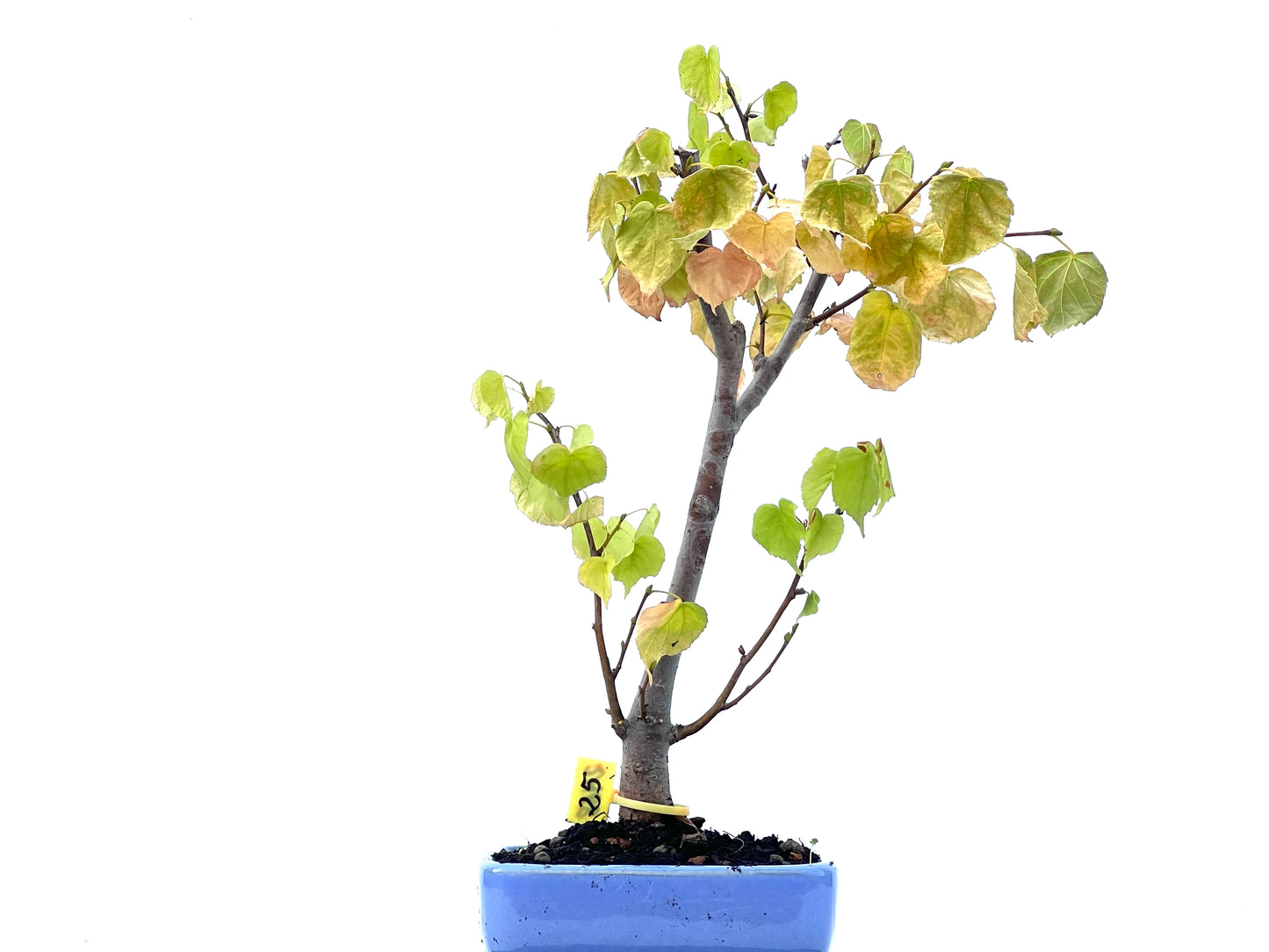 Tilo Cordata 2468