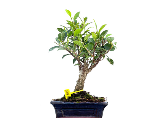 Ficus Tiger Bark 0108
