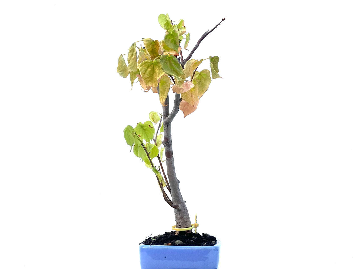 Tilo Cordata 2468