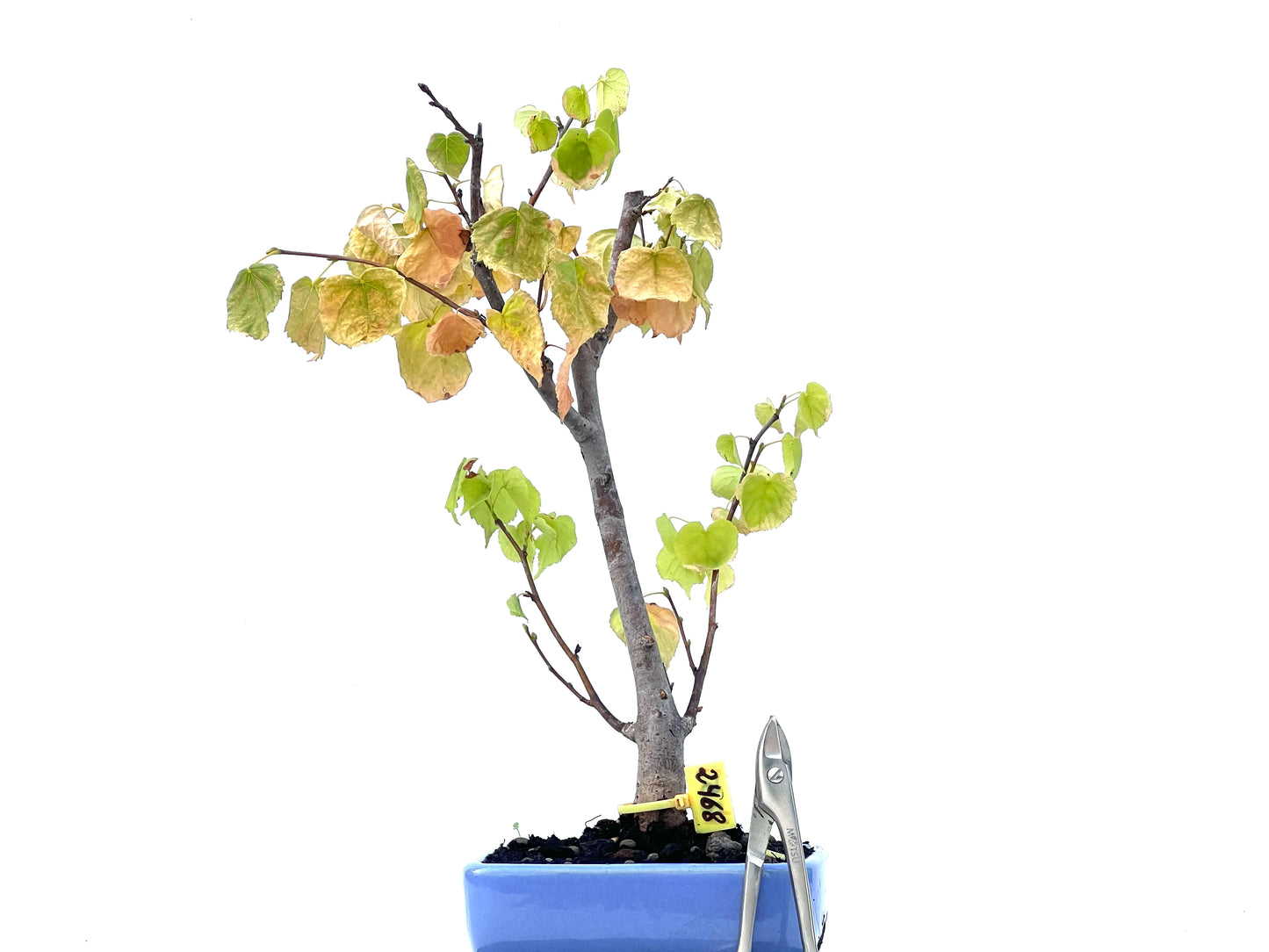 Tilo Cordata 2468