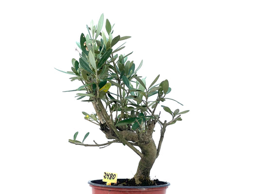 Olea Europaea 2480