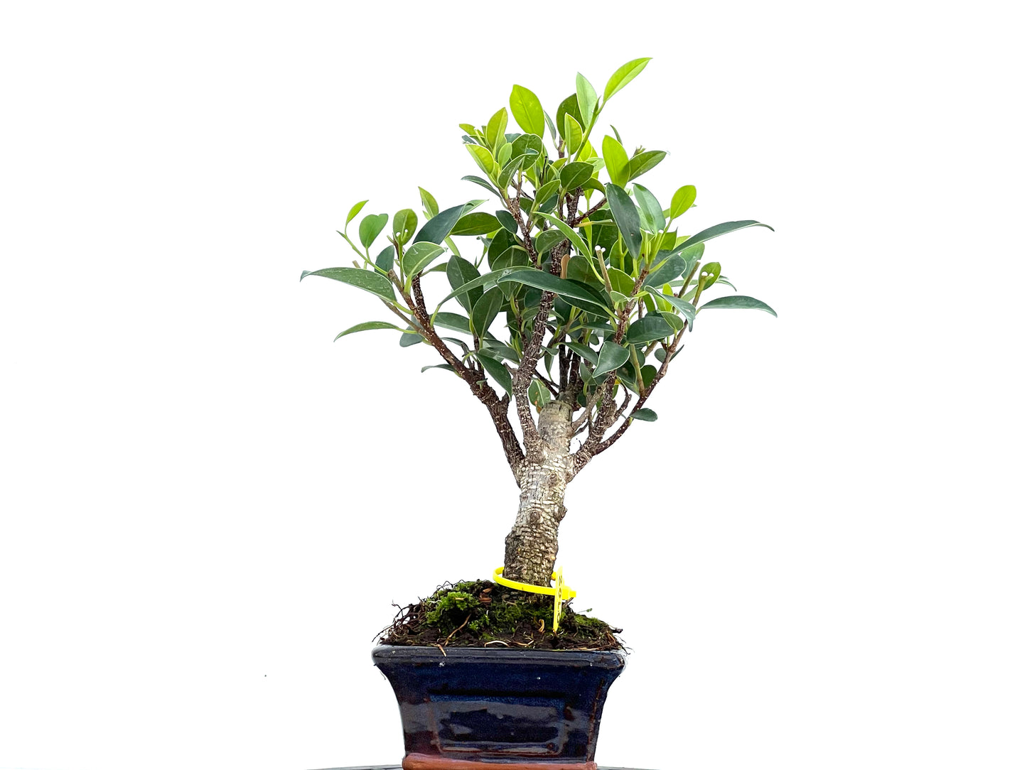 Ficus Tiger Bark 0108