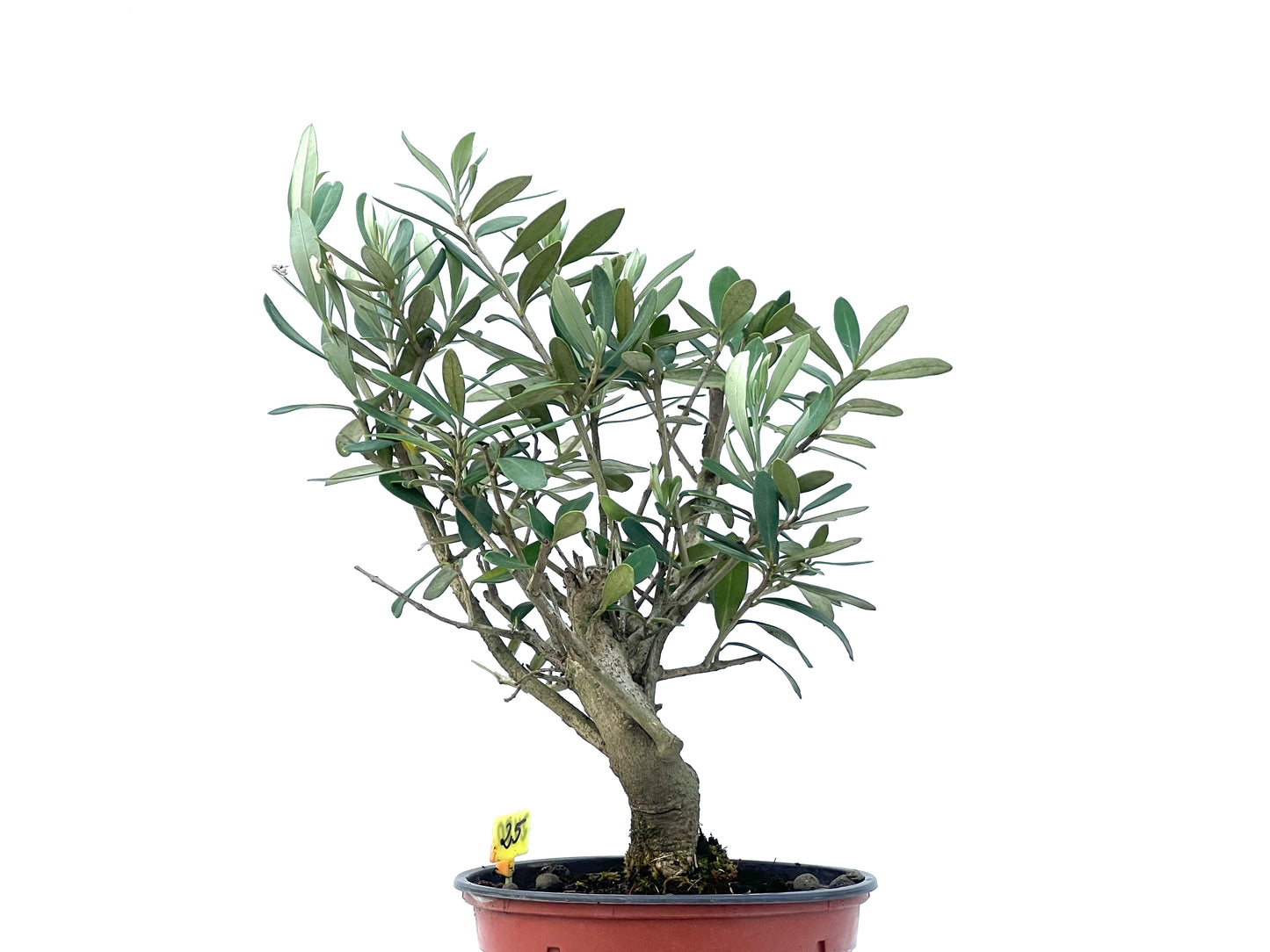 Olea Europaea 2480