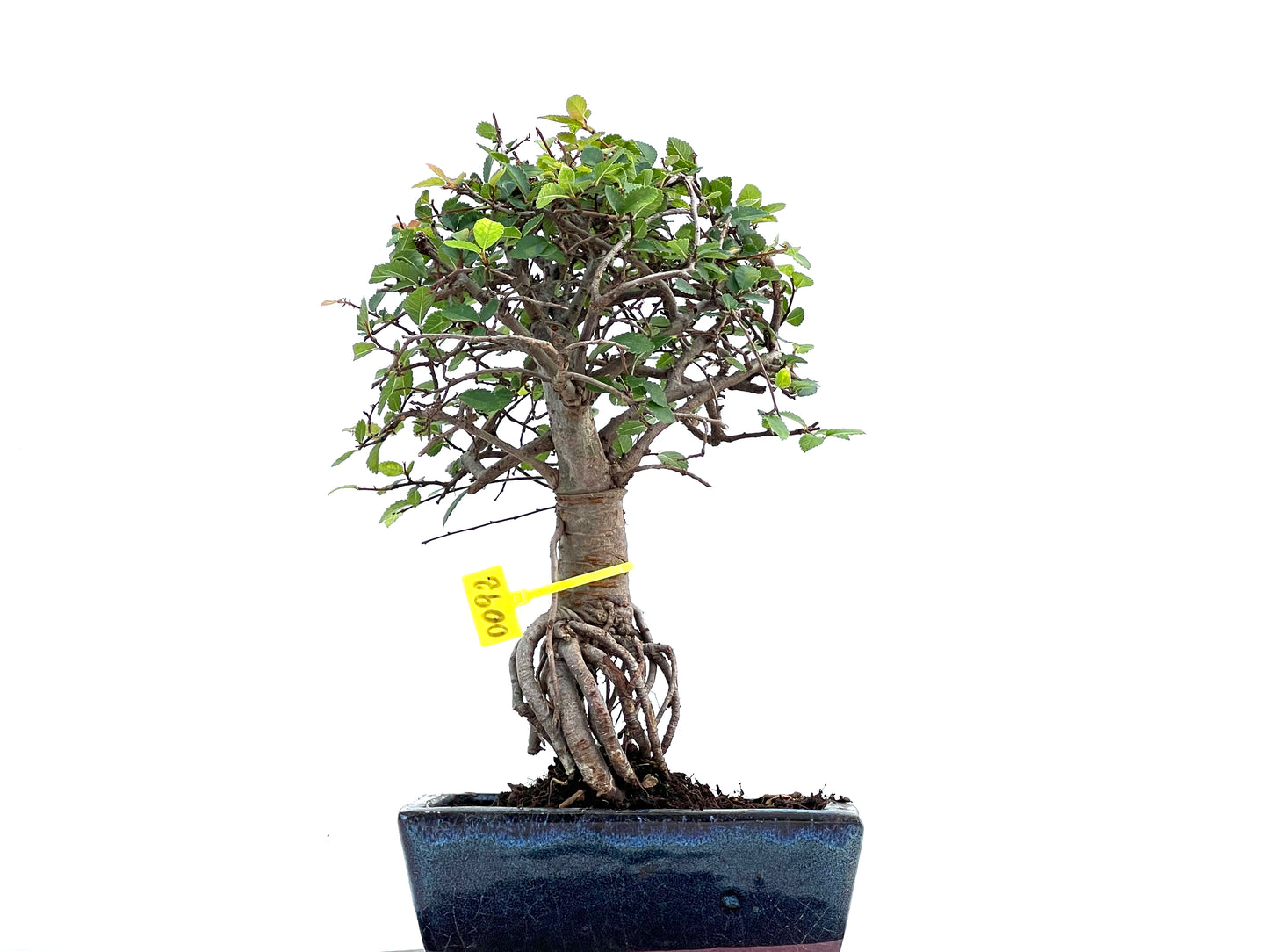 Ulmus Parvifolia 0092